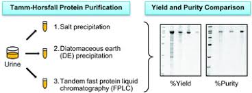 As in other forms of chromatography, separation is possible because the different components of a mixture have different affinities for two materials, a moving fluid (the mobile phase) and a porous solid (the stationary phase). Application Of Tandem Fast Protein Liquid Chromatography To Purify Intact Native Monomeric Aggregated Tamm Horsfall Protein From Human Urine And Systematic Comparisons With Diatomaceous Earth Adsorption And Salt Precipitation Yield Purity And Time