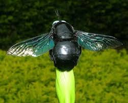 Få 70.480 sekund stockvideoklipp på big black bee stings its med 25 fps. Ohio Bee Identification Guide Ohioline