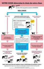 Le Blog Du Mas De Rognard Chien Formation De Chiot Education Canine