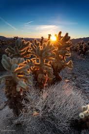 The cholla cactus garden features the densest patch of the strange cholla cactus that i have seen so far. Good Morning Cacti Joshua Tree National Park Cactus Garden Joshua Tree