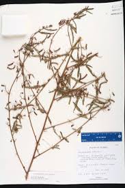 Image result for Aeschynomene americana