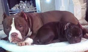 American bulldogs are much more active than english or olde english bulldogs. 60 Female American Bulldog Names The Paws