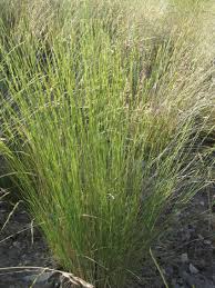 Image result for Eschenbachia gouanii