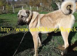 Damizlik Disi Kangallar Satilik Kangal