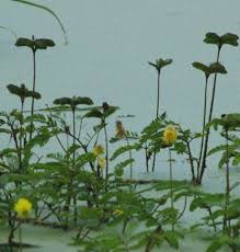 Image result for Neptunia oleracea