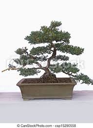 As you can see, it it essentially a straggly bush. Juniper Bonsai Tree Japanese Garden Juniper Canstock