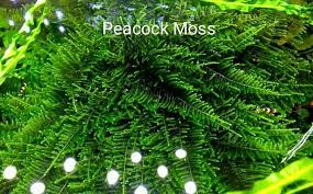 Java moss bisa dibilang tanaman yang tangguh dan tidak mudah mati. Jenis Moss Aquascape Tanaman Moss Warung Aquascape Facebook