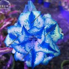 Temukan gambar bunga warna biru. Promo Bibit Kamboja Adenium Blue Kamboja Adenium Biru Tanaman Hias 405 Gram Shopee Indonesia