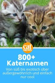 Katernamen Liste Mit 800 Starken Namen Finde Den Perfekten Fur Deine Mannliche Katze Cat News Net Katzen Namen Katzennamen Kater