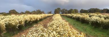 Long lasting cut flowers australia. Cut Flowers Helix Australia
