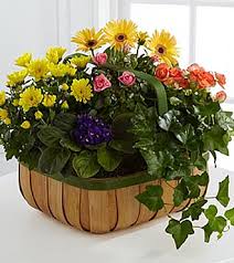 Accented with lush greens and presented in a round whitewash handled basket, this arrangement is a sweet sentiment brought together to. Gentle Blossoms Basket