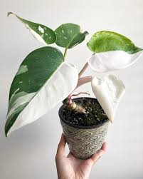 Philodendron White Wizard Plants Variegated Plants White Plants