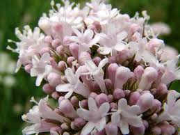 Сэм спруэлл, итан хоук, кара делевинь и др. Sonboleteib Valerian Welcome To Iran