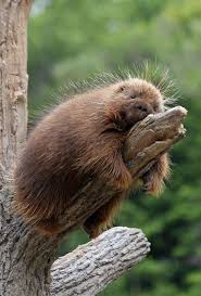 Did You Know That Animals Take Naps During The Day Yes Because The Sleep Of Most Animals Is Different Than Human Sleeping Animals Nature Animals Cute Animals