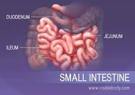 The Three Sections Of The Small Intestine Duodenum Jejunum And Ileum Digestion Digestive System Intestines