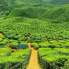 Tempat ini adalah lebih kurang 15 minit pemandua dari tempat ini adalah ladang teh untuk jenama boh yang popular di malaysia. Mat Drat November 2017