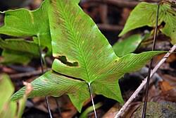 Image result for Asplenium gemmiferum