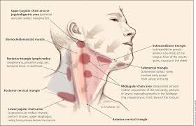 Learn this topic now at kenhub. Evaluation Of Neck Masses In Adults American Family Physician