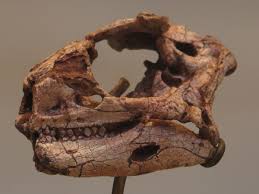 It was named by paleontologist peter galton in 1978, the name meaning lizard from lesotho. Lesothosaurus Wikipedia