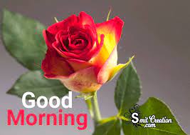 # rose # national red rose day. Good Morning Flower Gif Images Smitcreation Com