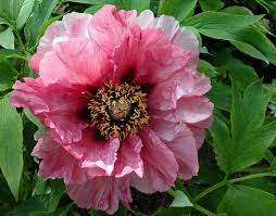 Tree Peony Leda Beautiful Flowers Peonies Flowers