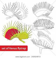 Vector Set Outline Vector Photo Free Trial Bigstock The sundew plant has long sticky leaves, which roll up after insects get stuck on them. vector set outline vector photo free