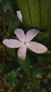 Image result for Pseuderanthemum ludovicianum