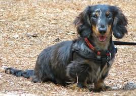 Black And Tan Dapple Longhair Dachshund Our Miniature Long Haired Black And Tan Dapple Dachshund Dapple Dachshund Wiener Dog Dachshund