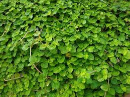 Image result for Pilea rivularis