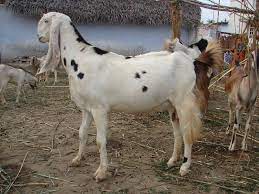 Please write a review and help more travellers. Sojat Goat Wikipedia