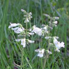 Image result for Blepharispermum pubescens