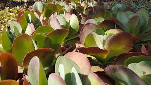 Image result for kalanchoe thyrsiflora