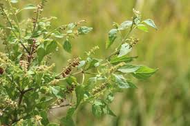 Image result for Basilicum polystachyon