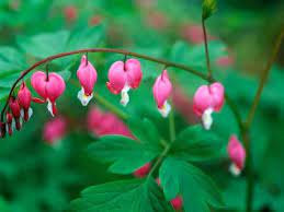 Bleeding Heart Bleeding Heart Bleeding Heart Flower Spring Flowers