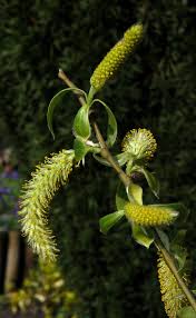 Image result for Salix