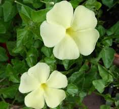 Image result for Thunbergia dregeana