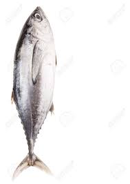 Need to translate ikan tongkol from indonesian? Mackerel Tuna Or Ikan Tongkol Tail Over White Background Stock Photo Picture And Royalty Free Image Image 34319914