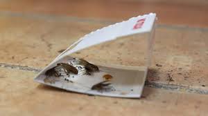 Leak onlyfans giulia ottorini her vibe is so welcoming and