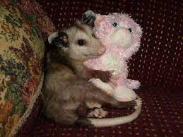 Opossum Bichinhos Fofos Raparigas Goticas Animais Fofos