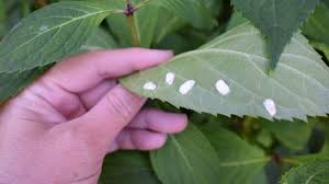 Image result for puklice švestková obrázek