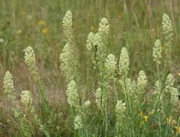 Image result for Resedaceae