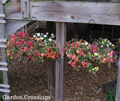 I Love Planting Moss Roses In Hanging Baskets They Are So Colorful And Drought Tolerant Hanging Plants Plants Cottage Garden