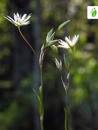 Image result for Stellaria sennii