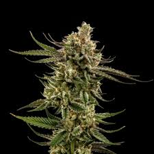 Its size depends on several factors. Critical Mass Good Chemistry