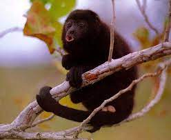 Howler Monkey Types Of Monkeys Howler Monkey Pet Monkey