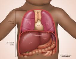 Human anatomy human internal organs dummy, training dummy, detail of the face, thorax and intestines. Congenital Diaphragmatic Hernia Cdh Children S Minnesota
