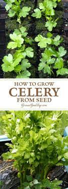 How To Grow Celery Using Self Watering Planters Growing Celery Celery Plant Self Watering Planter