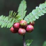 Image result for Haplocoelum