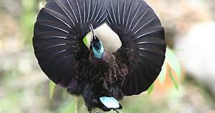  Burung Burung Cendrawasih Yang Terindah Di Dunia Binatang Cantik Burung Cantik Burung