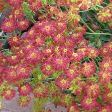 Image result for Eriosema pumilum